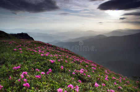 山上的杜鹃花