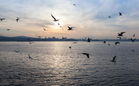 风景 太阳 火鸡 地平线 伊斯坦布尔 夏天 自然 海鸥 天空