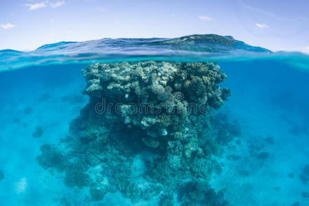 波利尼西亚泻湖的珊瑚波米