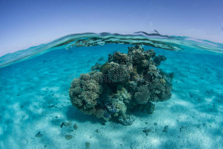 太平洋泻湖的珊瑚波米