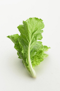白色背景的绿色新鲜生菜蔬菜