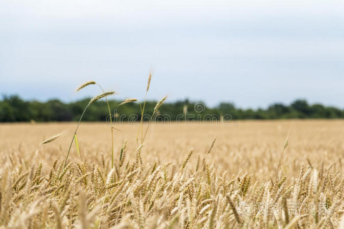 和平 作物 风景 收获 战争 玉米 小麦 天空 食物 成熟