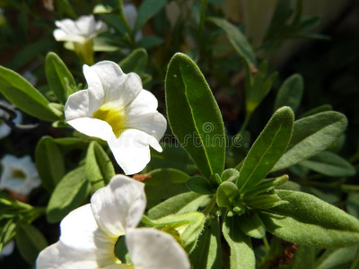 自然 特写镜头 花园 英语 美丽的 夏天 夏季 天空 开花