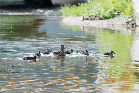 一根棕色的小鸭子羽毛被隔离在一张黑色的桌子上阳光