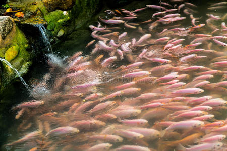 生活 农业 市场 涟漪 水产养殖 海鲜 食物 自然 游泳