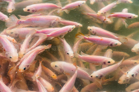 关闭红罗非鱼学校，淡水鱼在池塘里游泳