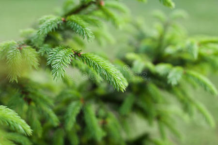 森林 开花 冷杉 松果 勃艮第 植物区系 美丽的 公园 分支