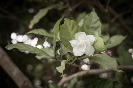 花园里的白花