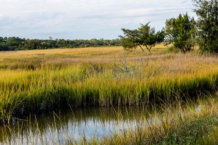 自然 西蒙斯 沼泽 荒野 圣徒 植物 公园 风景 旅行 湿地