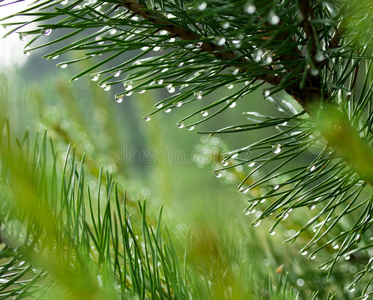 美丽的 季节 森林 早晨 露水 自然 花园 松木 植物 木材