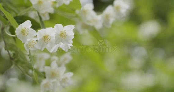 灌木 新的 自然 花的 花园 盛开 特写镜头 植物区系 分支