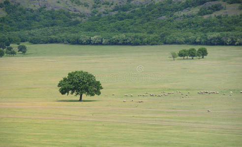 一群羊在橡树附近