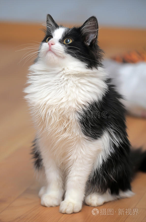 黑白小猫