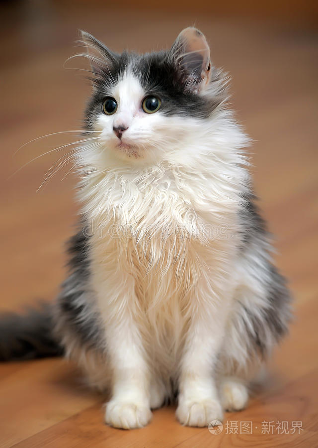 黑白小猫