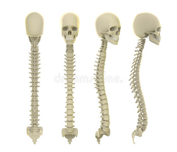 解剖学 损伤 解剖 科学 骨干 上海 人类 椎间 插图 肌肉