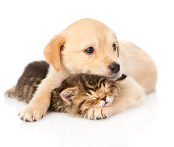 小猫小狗一起玩球图片