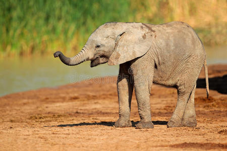 非洲象宝宝