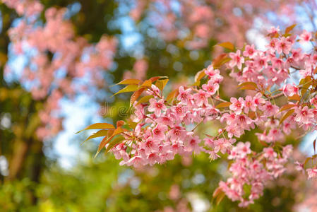 关闭樱花枝。