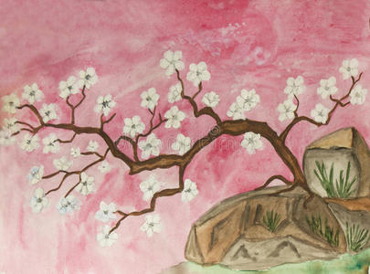 樱桃 水彩画 好的 粉红色 日本人 开花 插图 文化 中国人