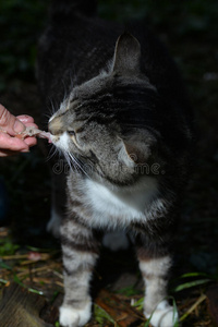 落下 享受 可爱极了 毛皮 猫科动物 特写镜头 动物 宠物