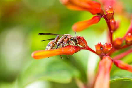 红细胞增多 动物 国家的 蜜蜂 昆虫 植物 雨林 公园