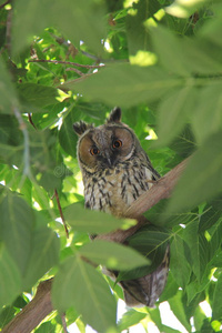 眼睛 伟大的 凝视 野生动物 美丽的 猫头鹰 羽毛 夜间活动
