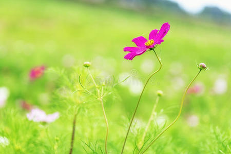 亚洲 韩国人 紫色 沙拉 植物 乌拉姆 宇宙 夏天 拉贾