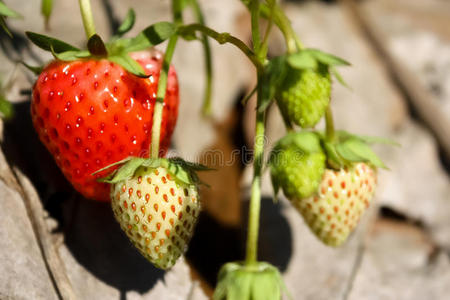 美味的 水果 夏天 季节 饮食 成长 草莓 分支 泰尔 特写镜头