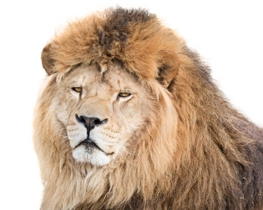 肖像 权力 动物 保护 王冠 猎人 美丽的 危险 自然 野兽