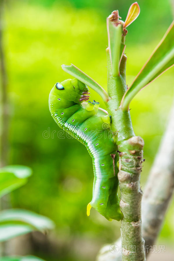 树枝上的绿色毛毛虫