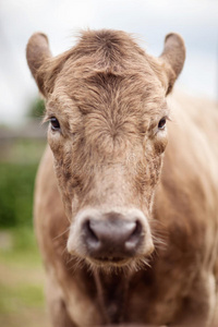 食物 农田 小牛 自由 放牧 农事 照顾 草地 牛肉 领域