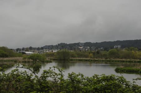 阴天 植被 植物 风景 沼泽 天空