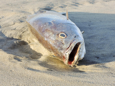 海滩上的死鱼照片