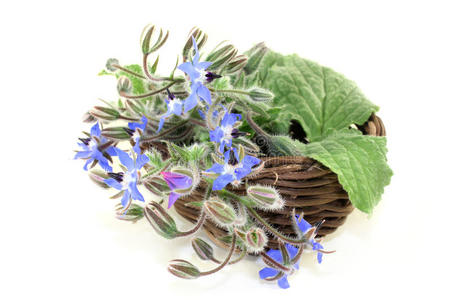 琉璃苣花画图片