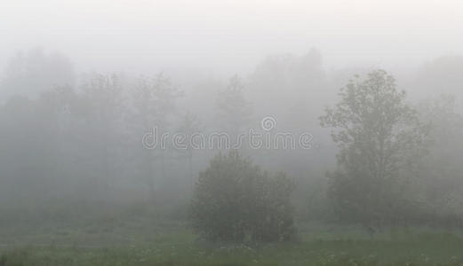 树林里的雾