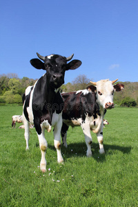 草地上的奶牛
