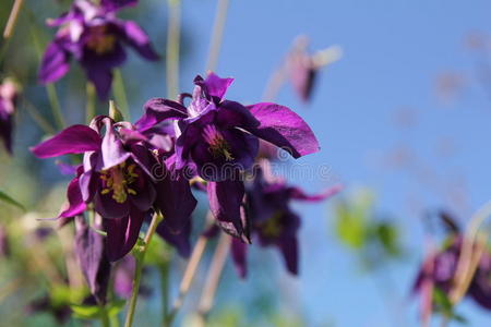紫色水瓶座的花