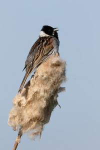 reed bunting，emberiza schoeniclus公司