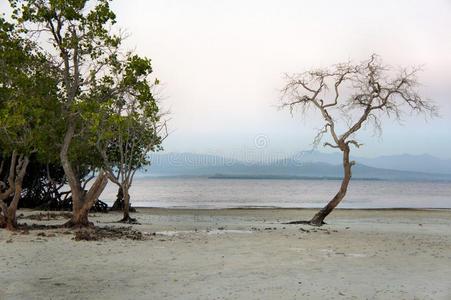 旅行 森林 沼泽 自然 夏天 绿松石 海岸线 气候 天空