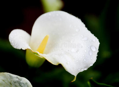 夏天 美女 花瓣 开花 自然 春天 植物 假日 颜色 领域