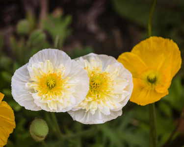 开花 花园 夏天 春天 柔和的 花头 花瓣