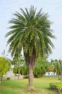 绿色美丽的棕榈树