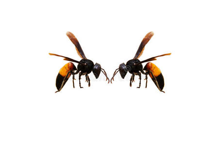 亚洲黄蜂二双马蜂照片