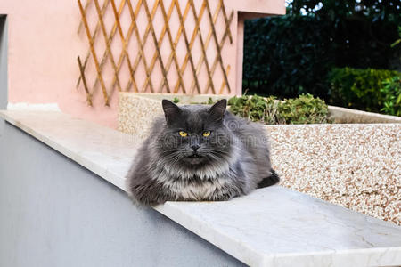 外部 超重 动物 脂肪 花园 凝视 宠物 特写镜头 猫科动物