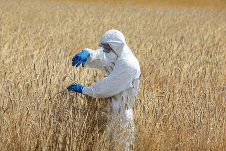 生物技术工程师现场检查成熟的谷物耳朵