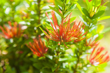 花园 自然 树叶 阳光 植物 花的 灌木 颜色 植物区系