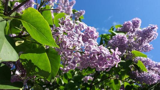 丁香花