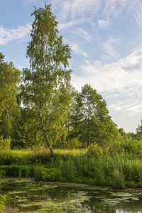 池塘 林地 风景 森林 天空 荒野 反射 植物 夏天 分支