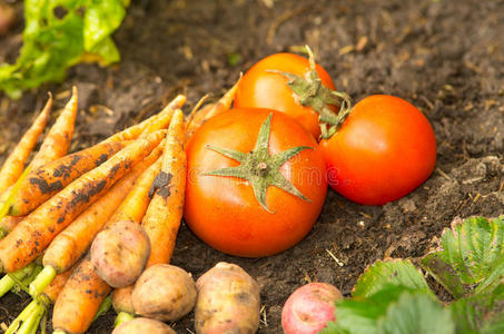 马铃薯 芦笋 花园 污垢 健康 作物 烹饪 栽培 农场 植物