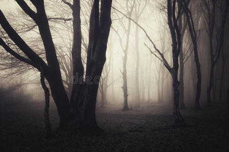 恐怖 魔术 探索 森林 秋天 万圣节 神秘的 情绪 环境